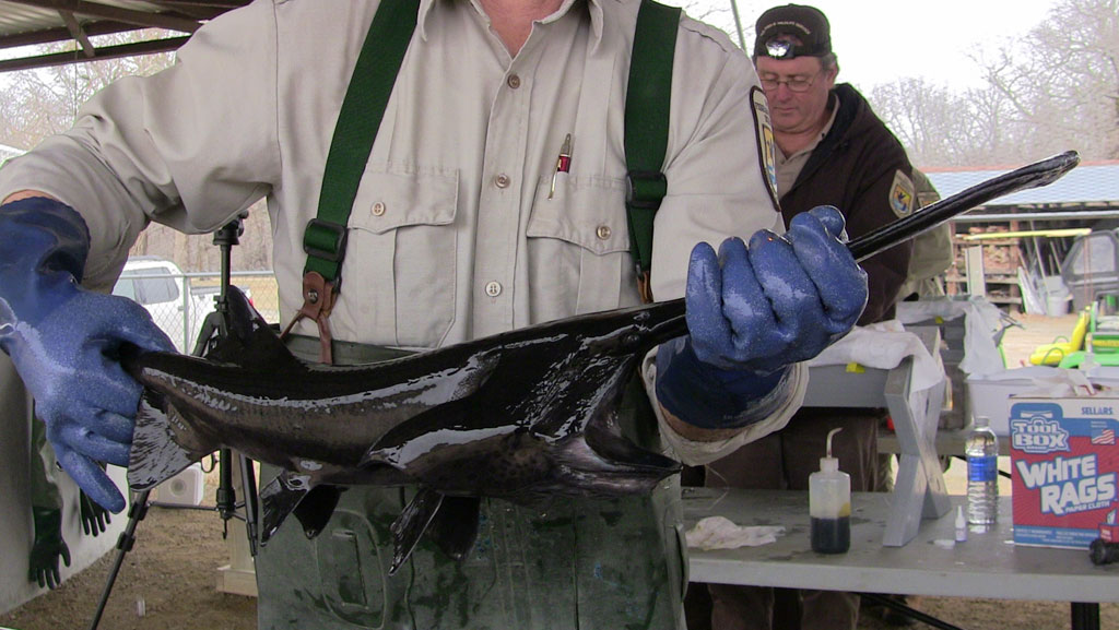 Giant ancient fish species reintroduced to Caddo Lake