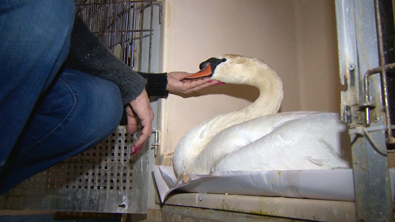 Wildlife rehab center facing closure due to money woes | wfaa.com