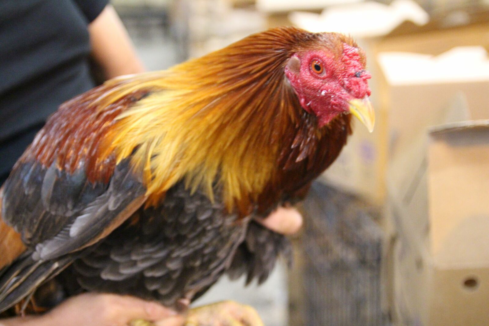 Statement on Texas Cockfighting Bust with nearly 100 birds seized