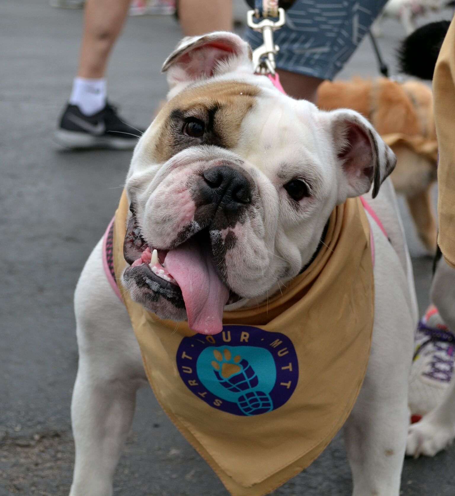 Dogs, pigs take part in Dallas 'Strut Your Mutt' race