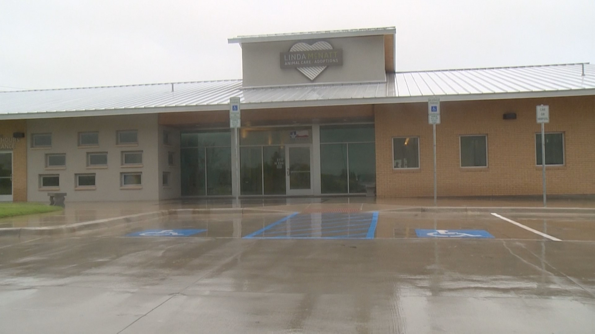 97 Cats Euthanized At Denton Adoption Center Wfaa Com