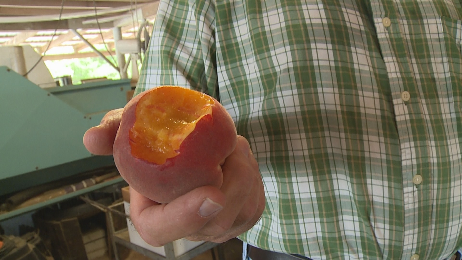Good peach crop a boon for Weatherford festival