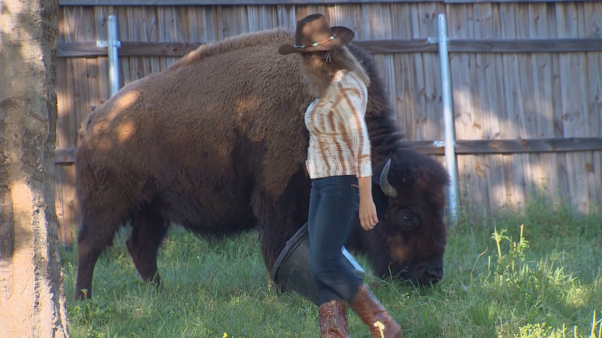 Housebroken bison for sale in Texas