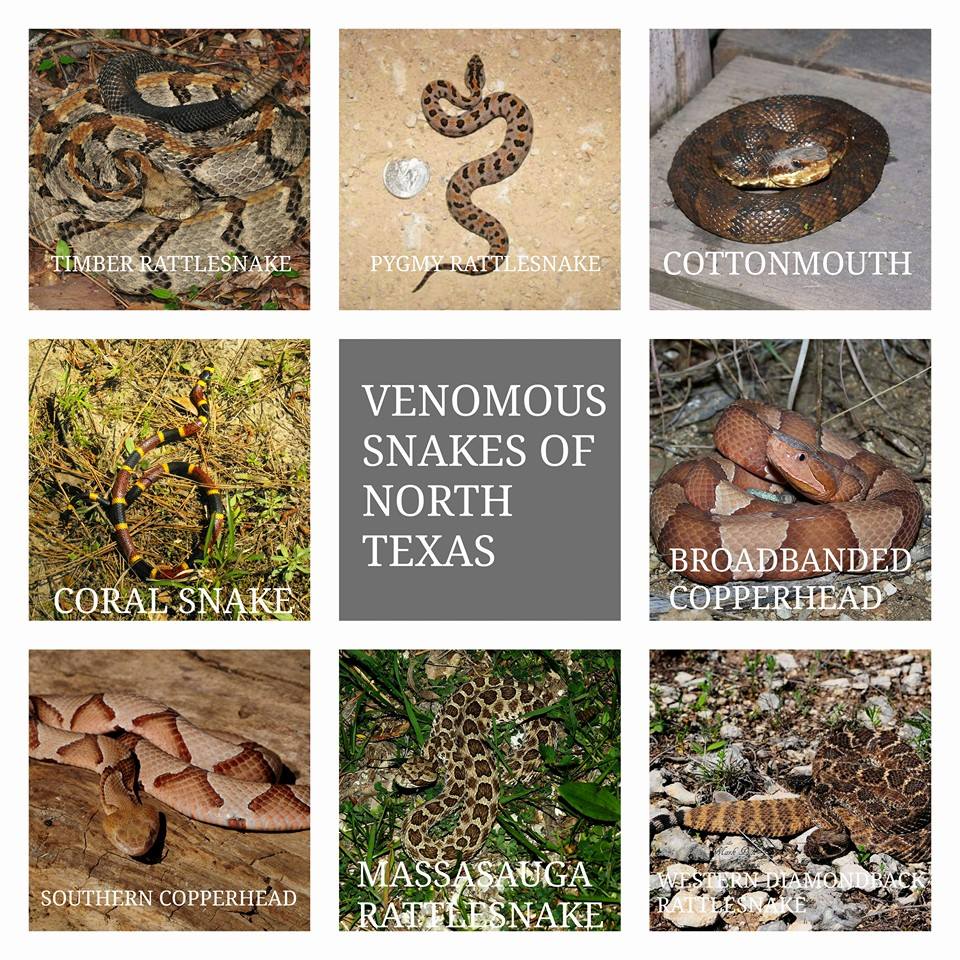 Woodlands has 18 species of snake and this Facebook group tracks them