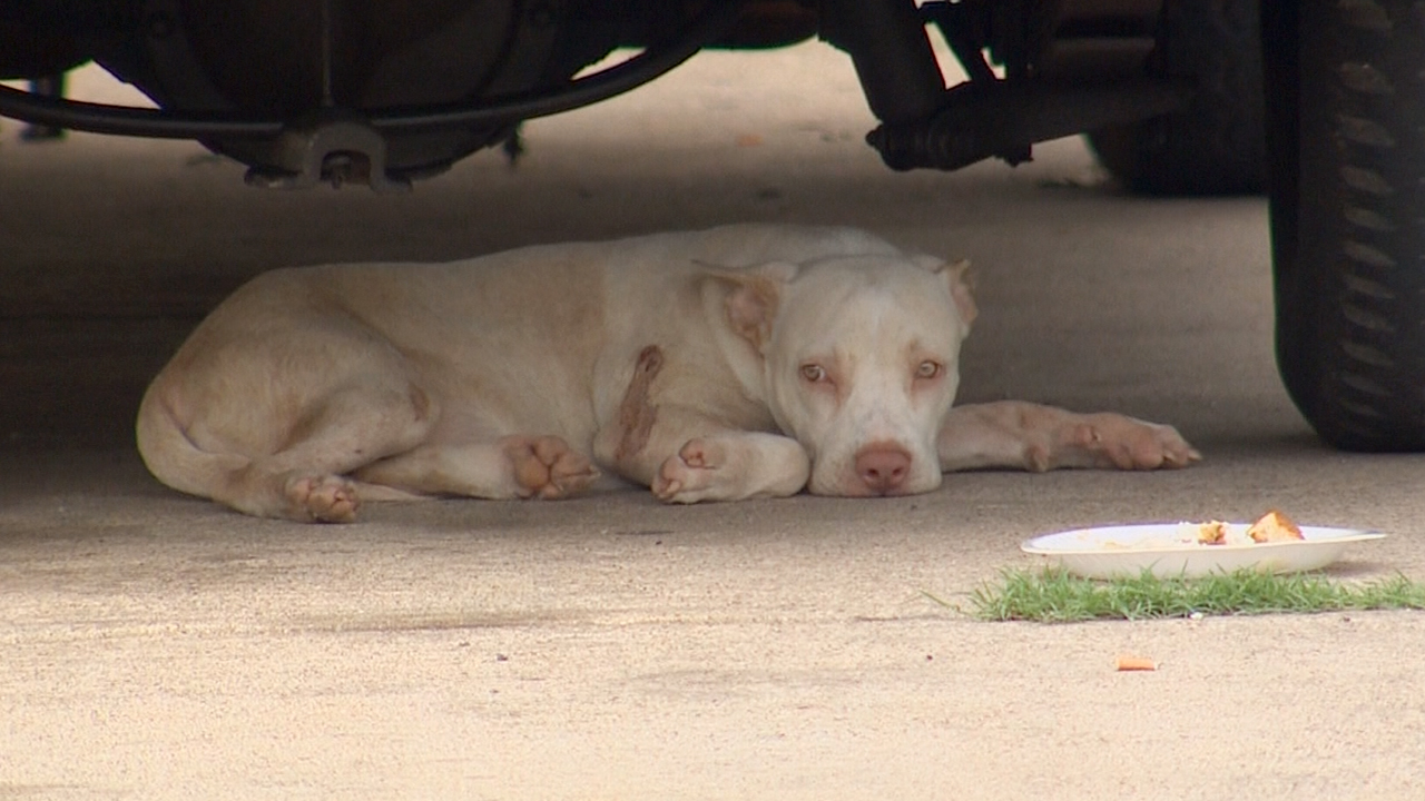 Fort Worth man, puppy shot with pellet gun | wfaa.com
