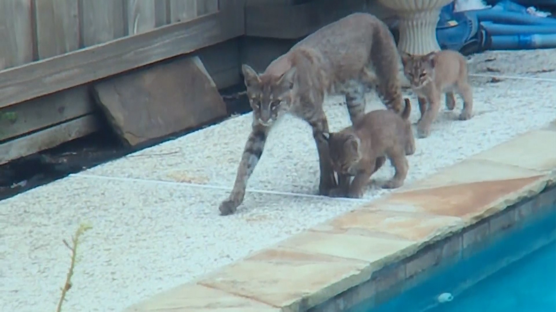 Plano Family Grows Concerned As Baby Bobcats In Backyard Get Bigger 