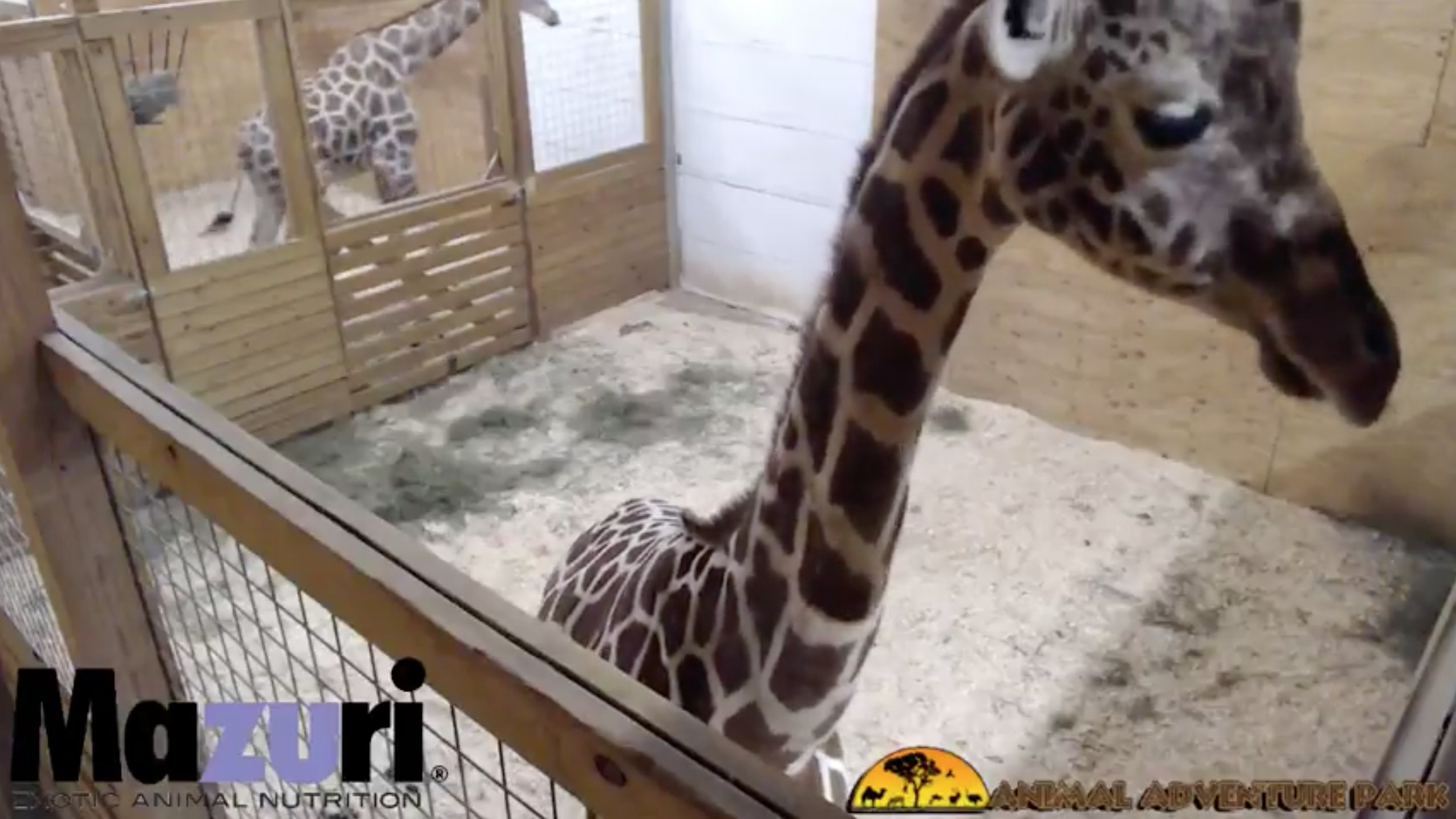WATCH LIVE: Giraffe cam at Animal Adventure Park 