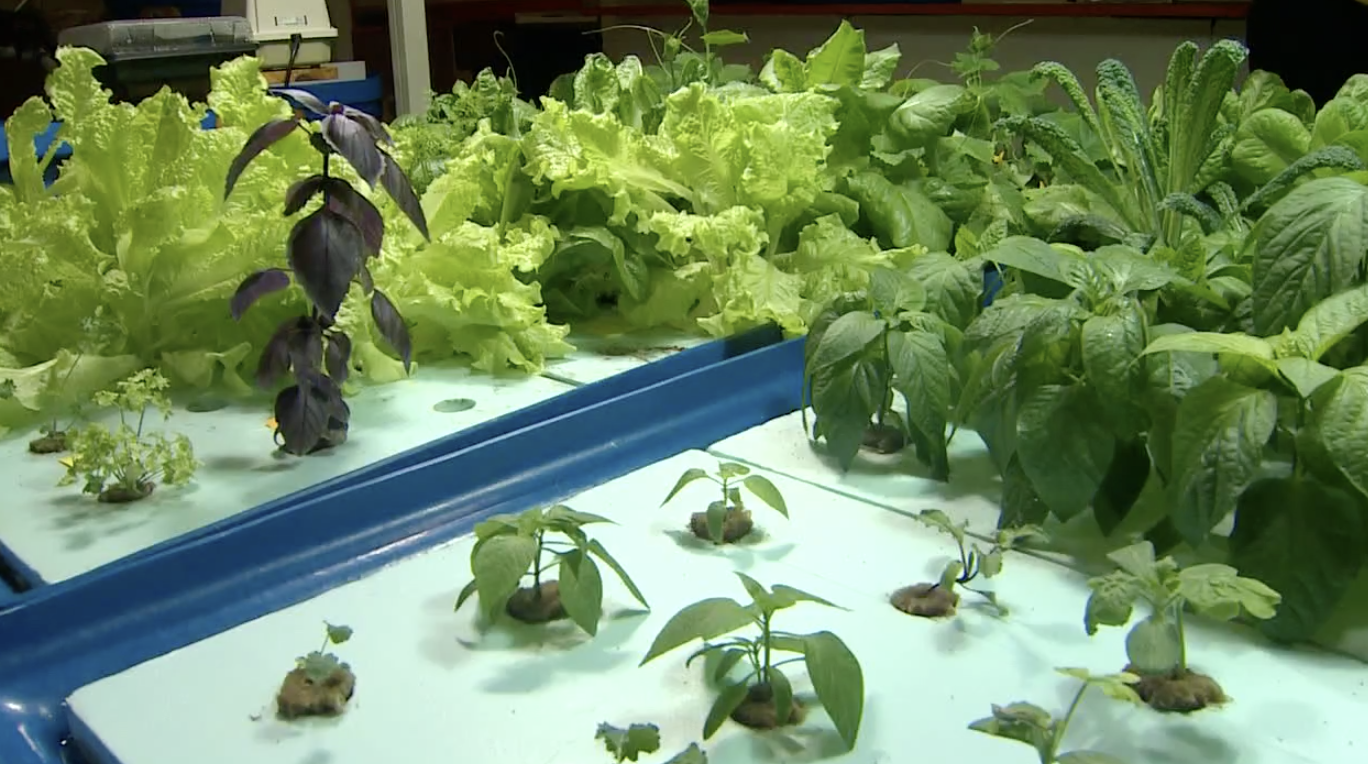 New aquaponics lab teaches Lancaster students new ways to produce food