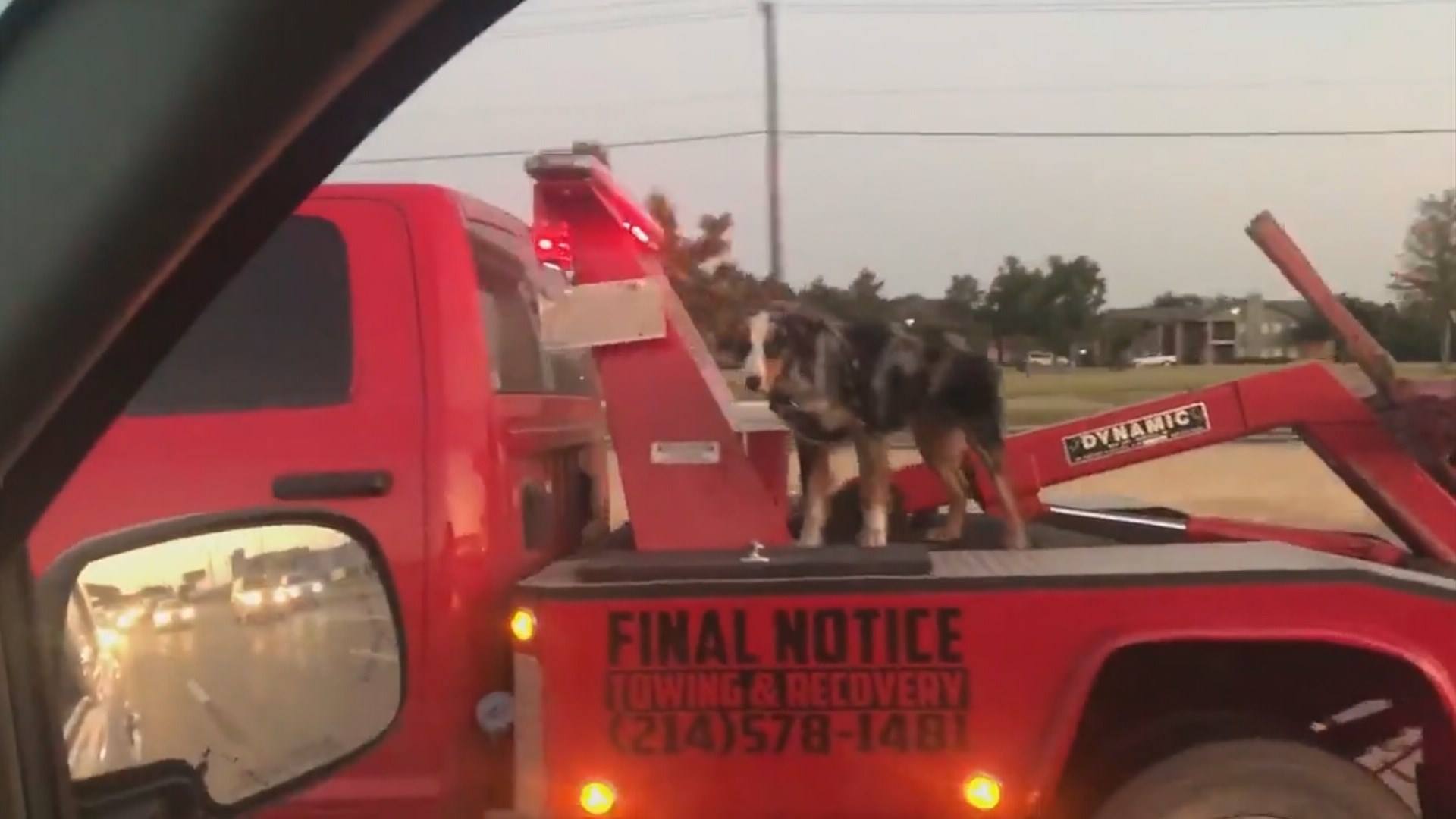 Video of dog in back of tow truck angers Texas animal advocates