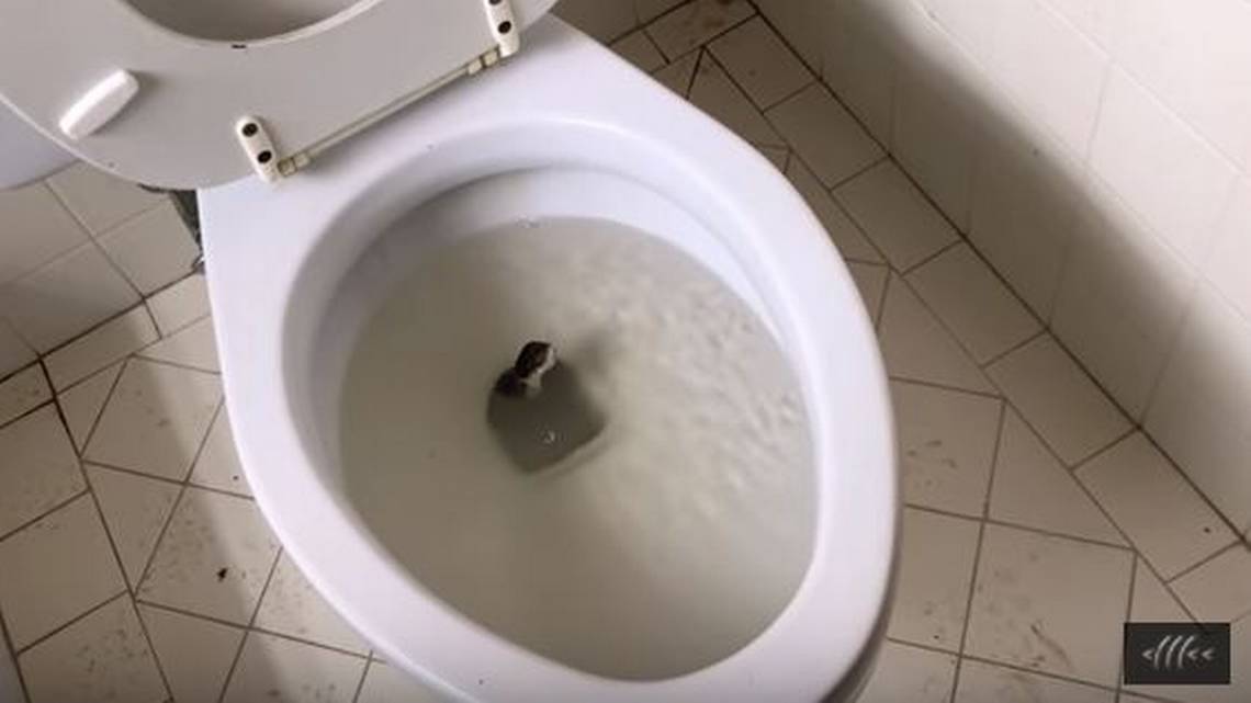 Texan battles 5foot snake in his commode