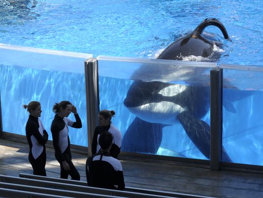 SeaWorld to phase out killer-whale shows, captivity | wfaa.com