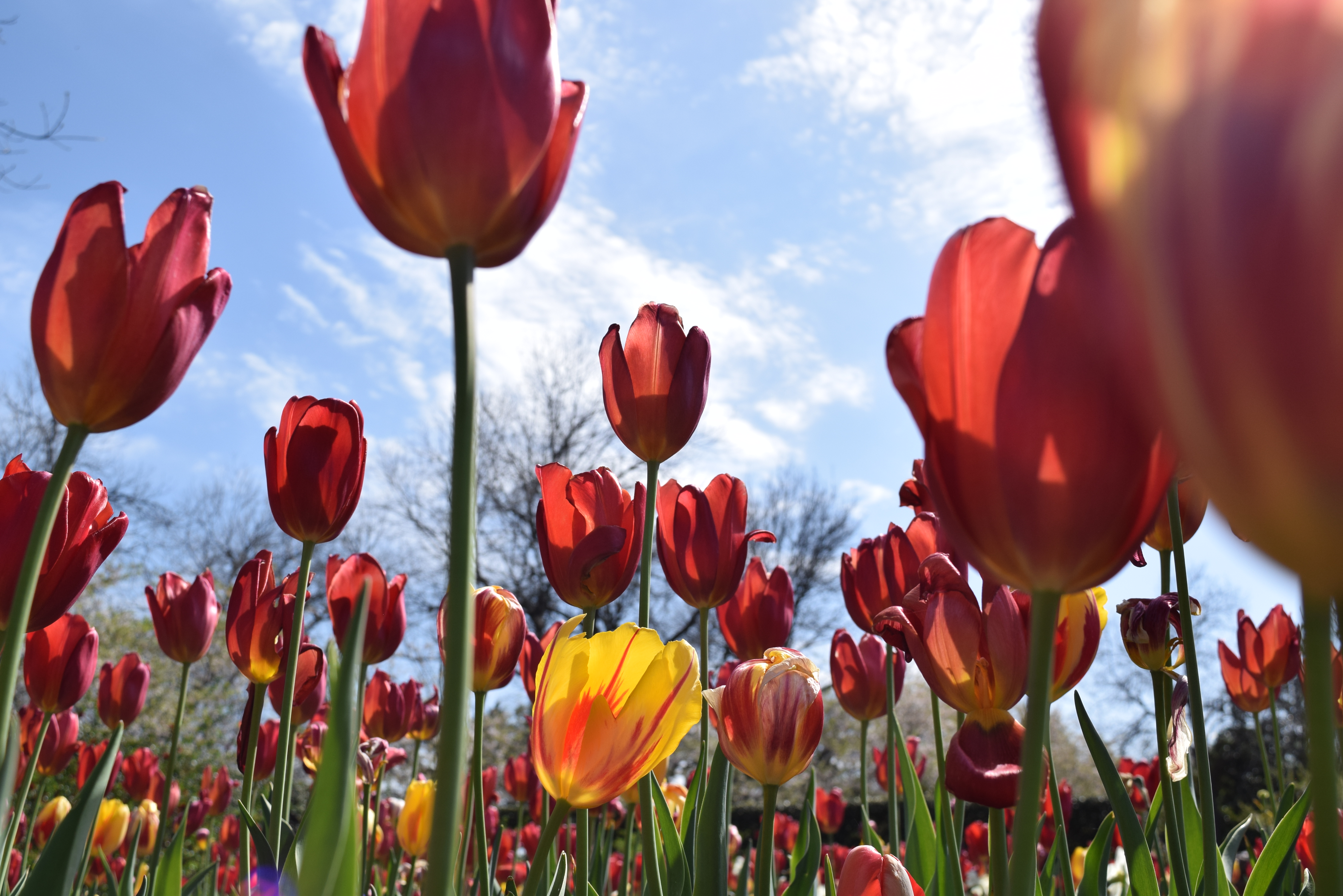 Photos: Dallas Blooms at the Arboretum | wfaa.com