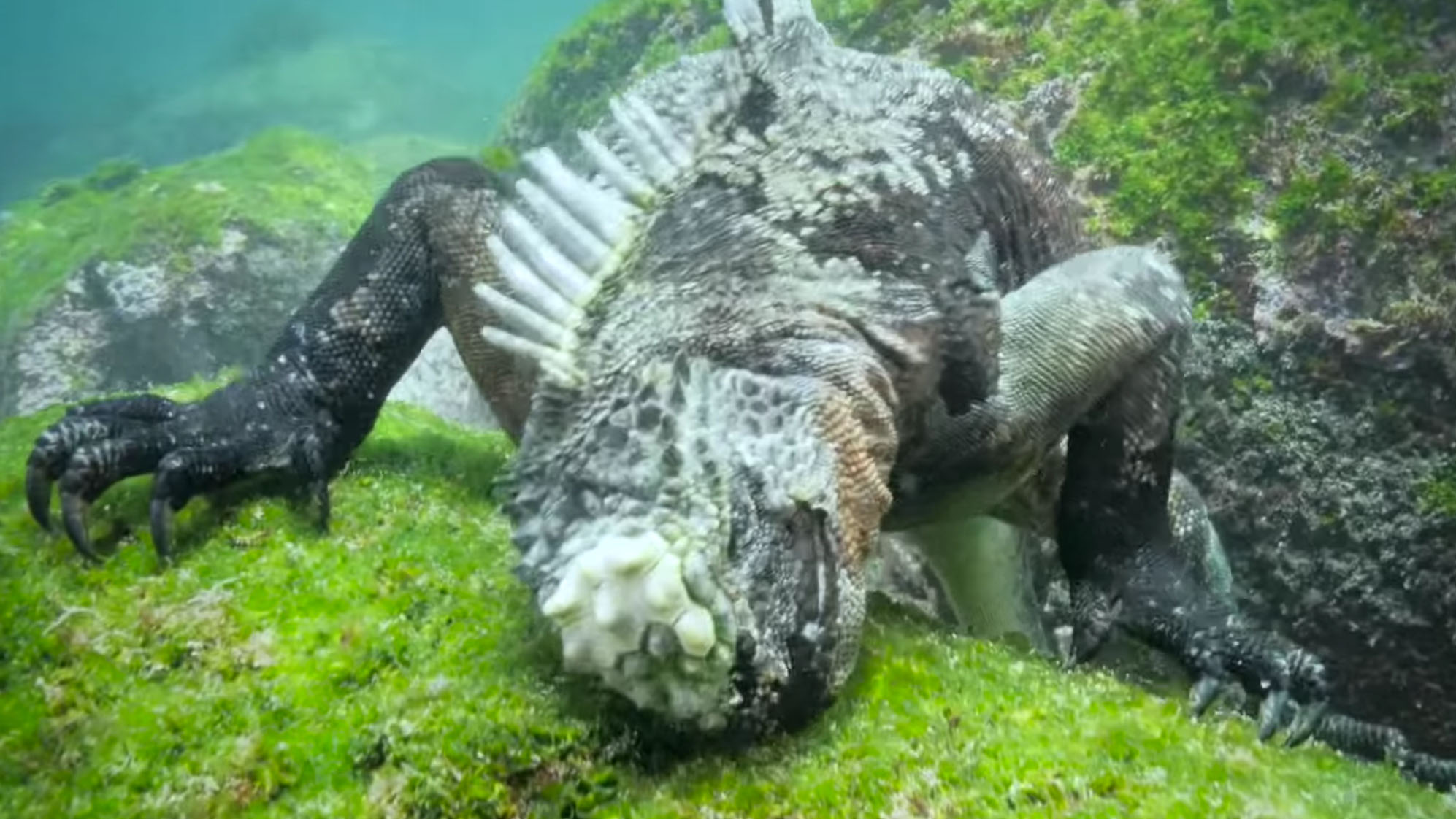 Watch: 'Baby Godzilla' swims underwater in awesome video | wltx.com